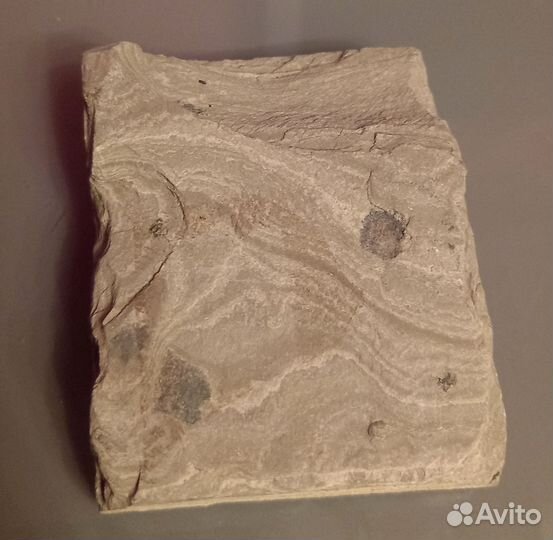 Окаменелость рыбы