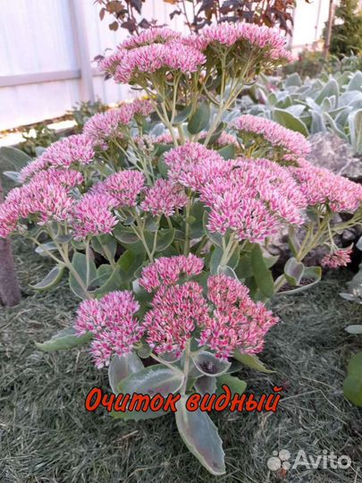 Очиток видные