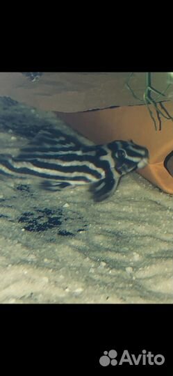 Сомы l 134,046,240,600,239,184