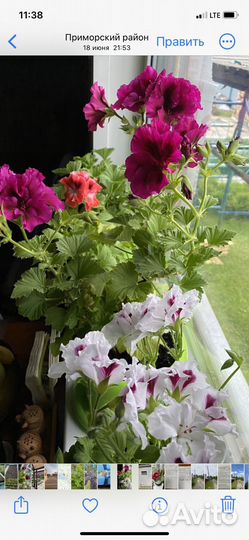 Королевская пеларгония