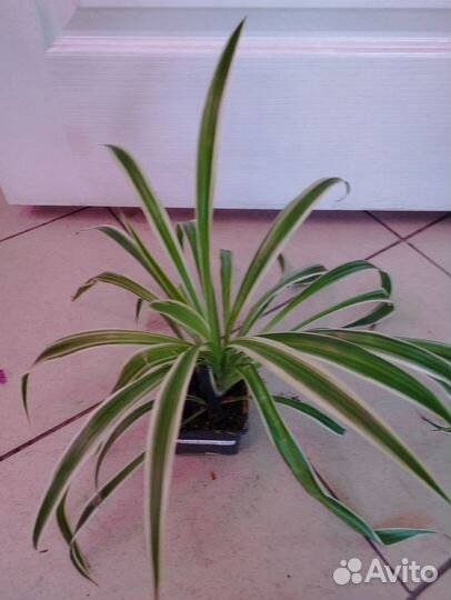 Комнатные растения