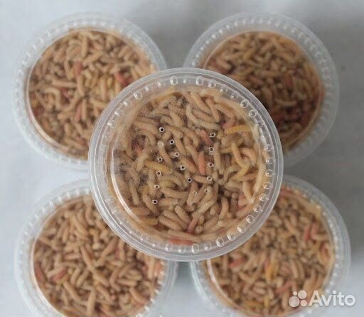 Живая наживка, опарыши: белый, красный