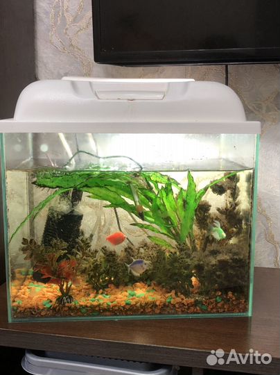 Аквариум