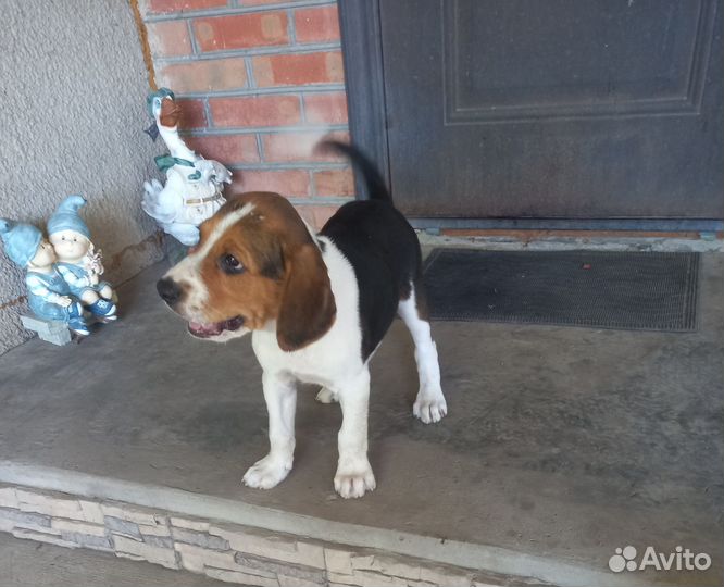 Щенок Русской Пегой Гончей