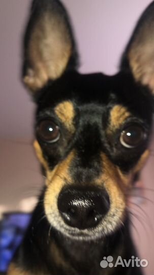 Русский той-терьер вязка