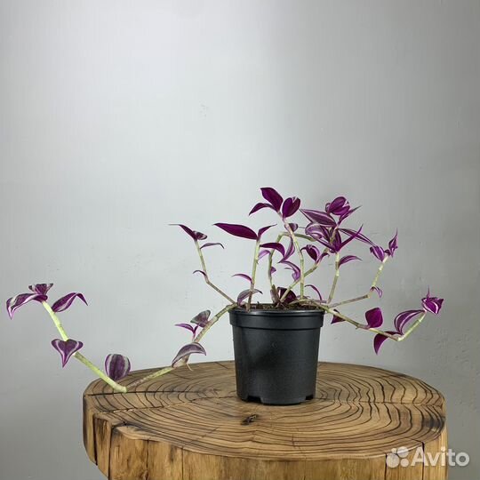 Традесканция, d-11