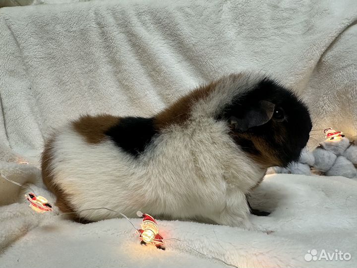 Американский тедди девочка морская свинка