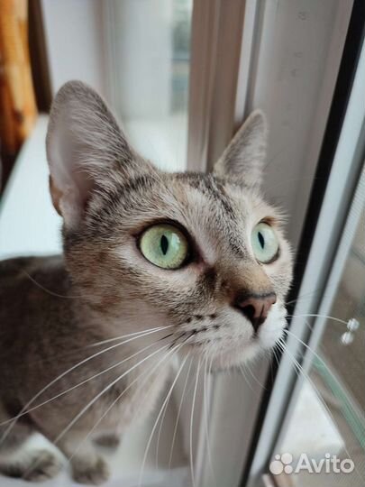 Кошка серенькая