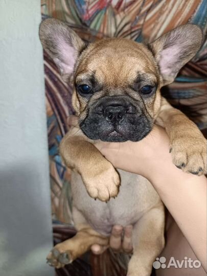 Французский бульдог щенки