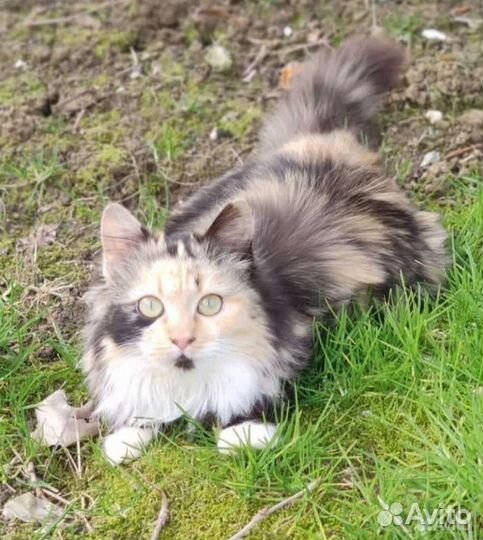 Молодая кошечка ищет любящие ручки