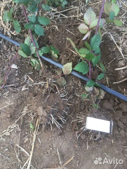 Саженцы, расада, малина, ежевика