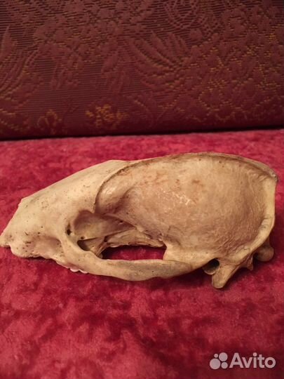 Череп натуральный барсук