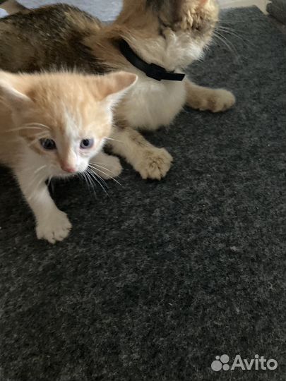 Рыжий котенок