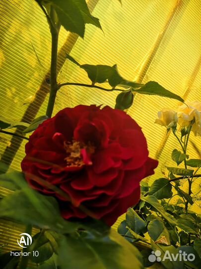 Продаю розы