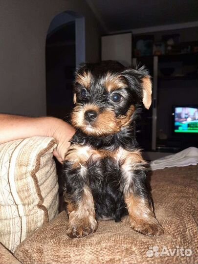 Йоркширский терьер