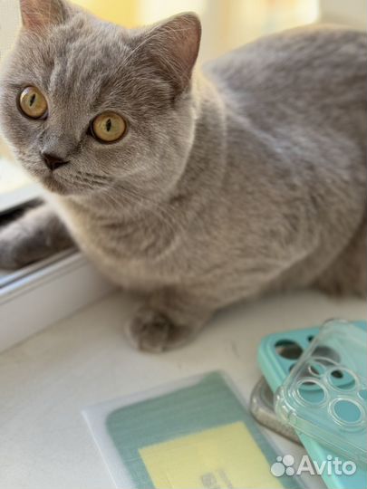 Чехол на iPhone 14 pro max