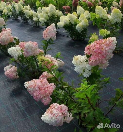 Черенки метельчатых гортензий