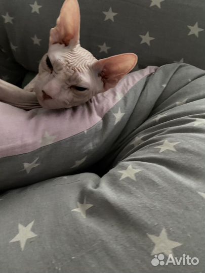 Донской сфинкс кот