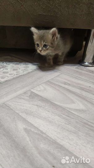 Отдам котят