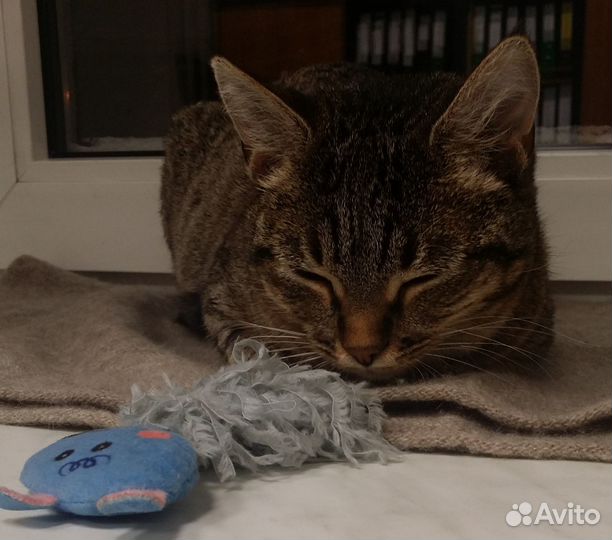 Кошка в дар