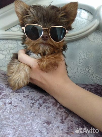 Шоколадный йорк