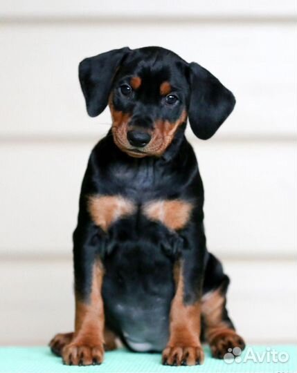 Щенки немецкого пинчера