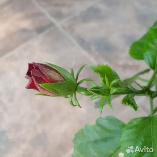 Гибискус китайская роза