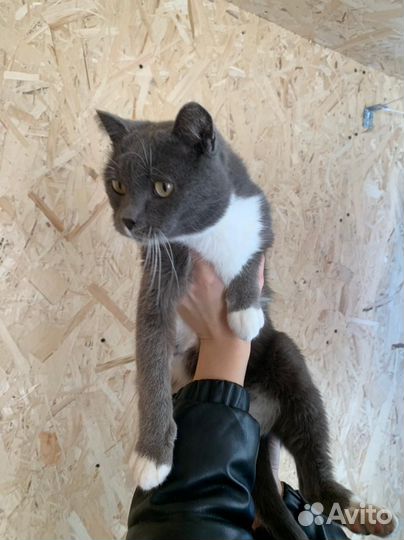Кот в добрые руки