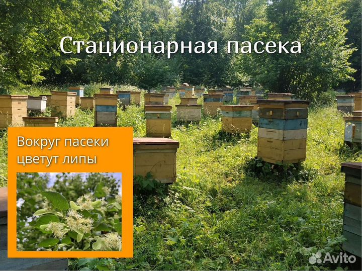 Мед липовый с доставкой