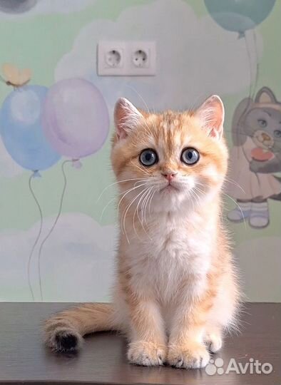 Британский медвежонок