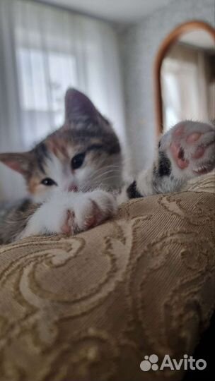 Кошка в дар