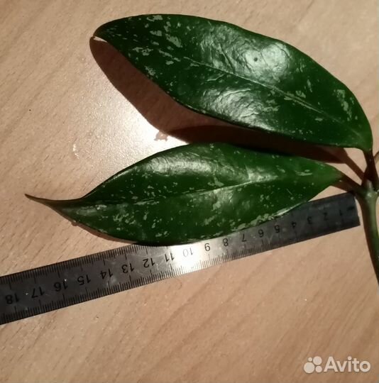 Хойя Pubicalyx Splash