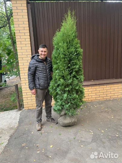 Туя Смарагд 200 см