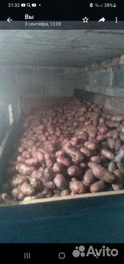 Продам картофель