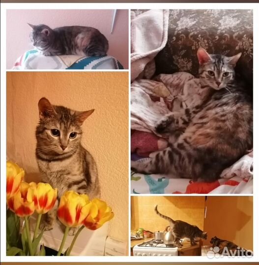 Кошечка в дар