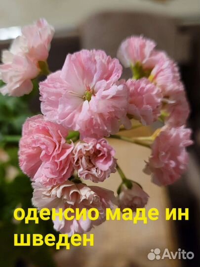Пеларгония герань
