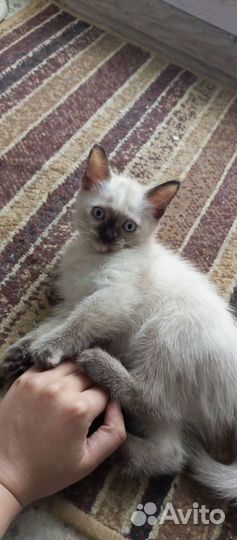 Отдам кошечку в добрые руки