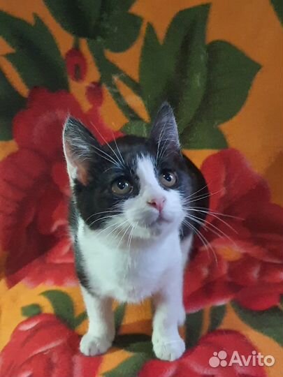 Котенок смотрит прямо в душу возьмите в дар