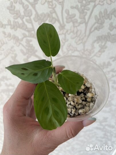 Цветы разные