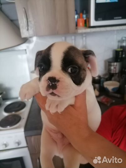 Французский бульдог щенки
