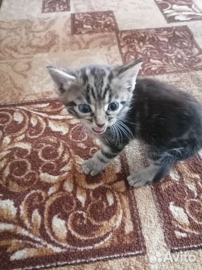 Бенгальские котята