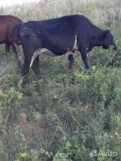 Коровы и телки