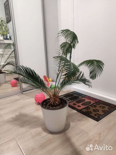 Пальма цикас