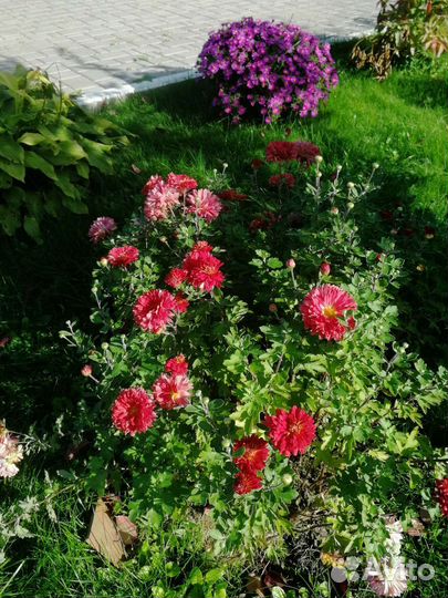 Хризантемы