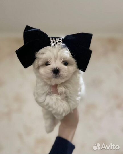 Супер микро мальтипу ф1