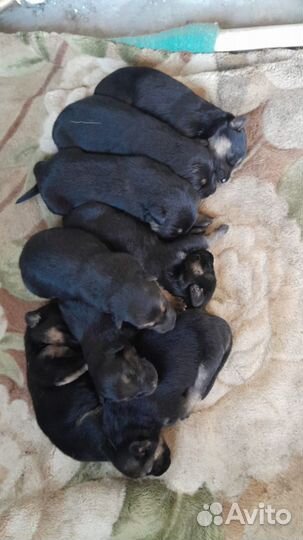 Собаки щенки немецкая овчарка