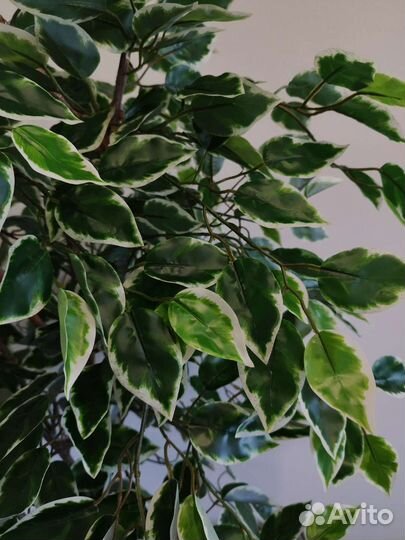 Искусственное дерево Фикус