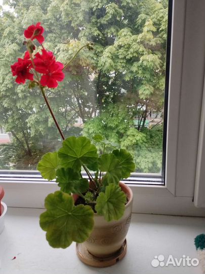 Герань цветущая красная