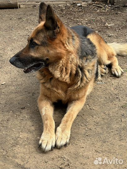 Немецкая овчарка кобель для вязки (без документов)
