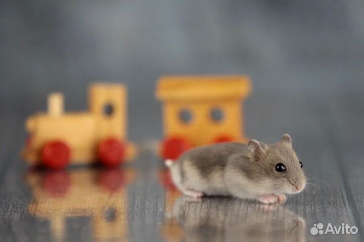 Джунгарский хомяк Ручные малыши Доставка